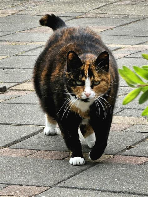 chubby hairypussy